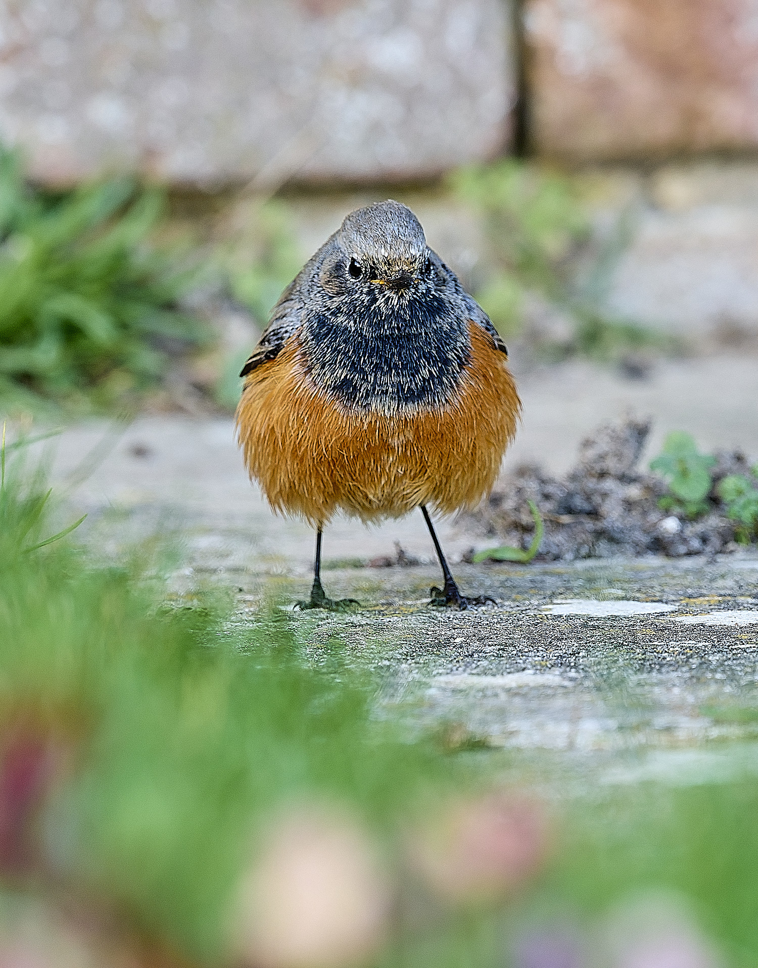 SheringhamBlackRedstart261225-8