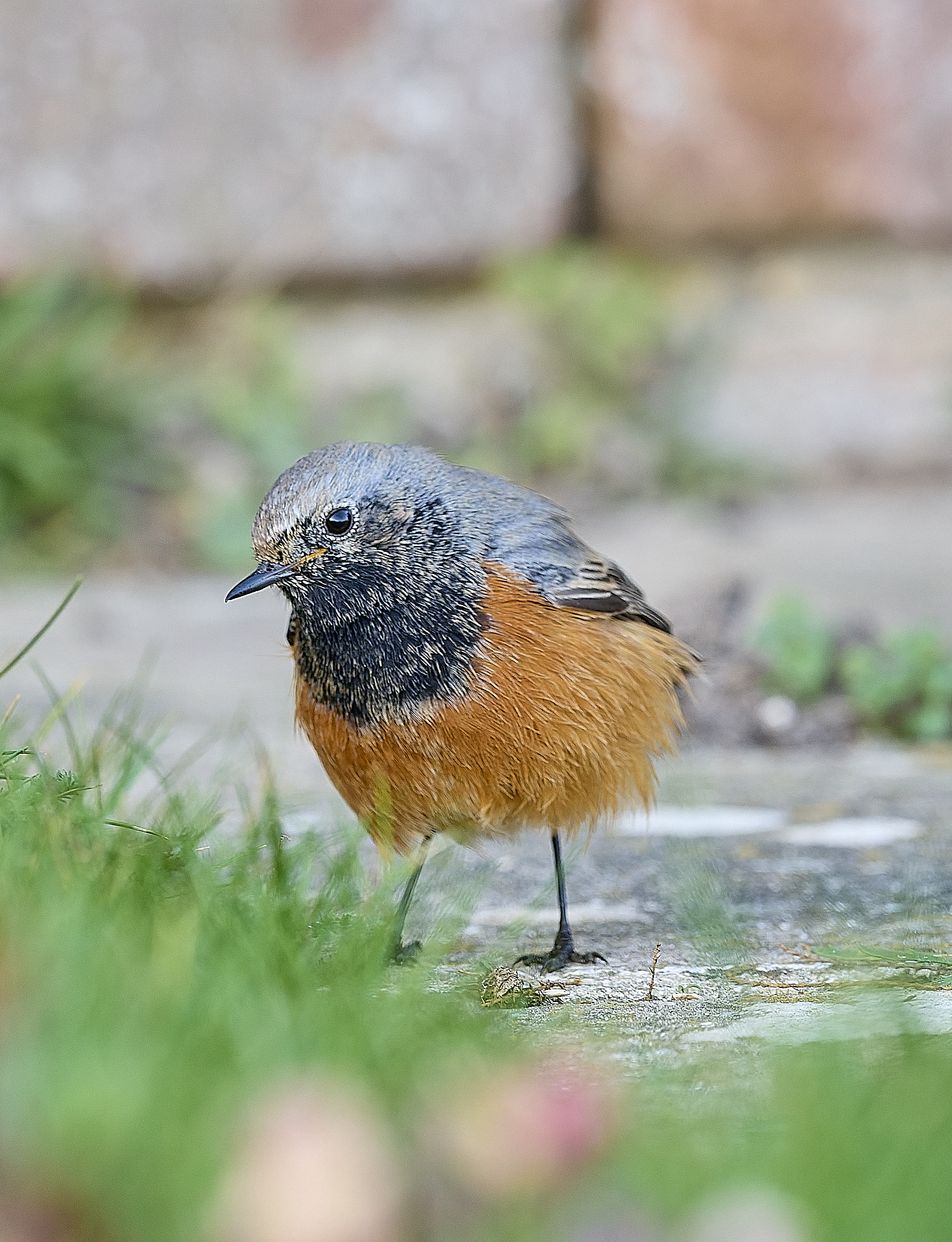 SheringhamBlackRedstart261225-9