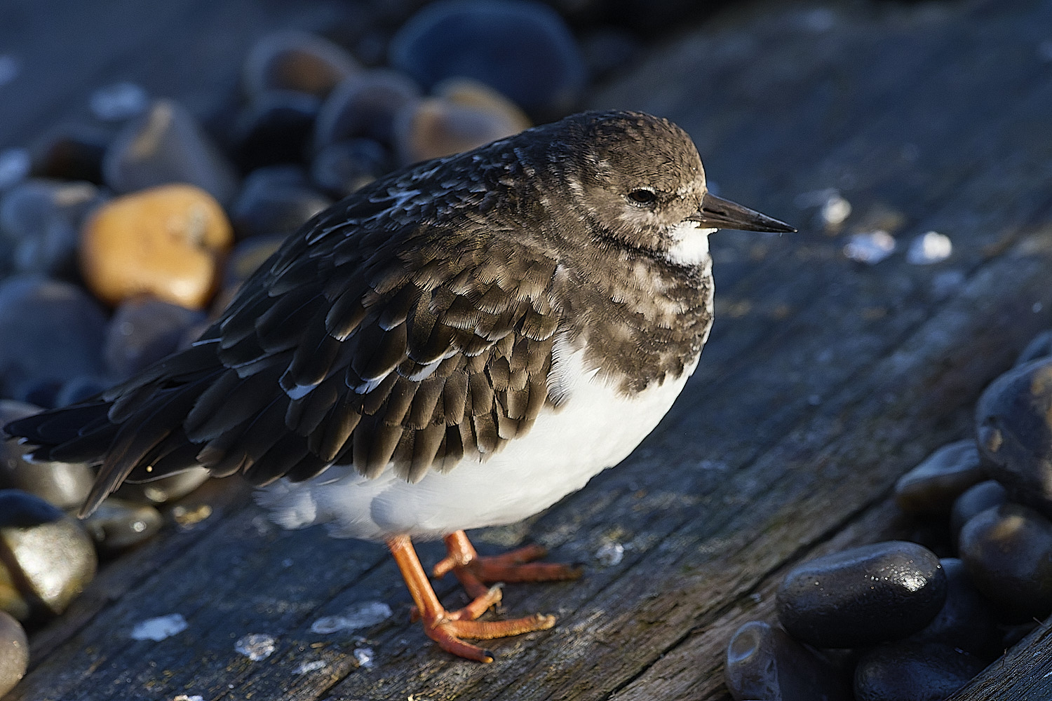SheringhamTurnstone261225-4
