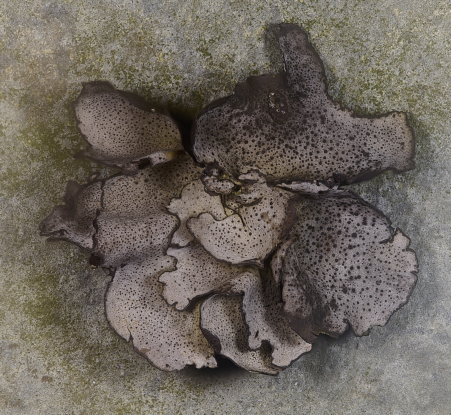 St MarysWarhamDermatocarponminiatum081225-15