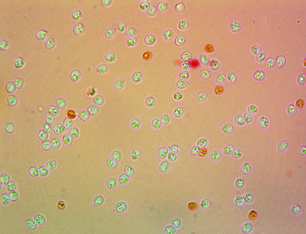 Steccherinum bourdotii spores x 100