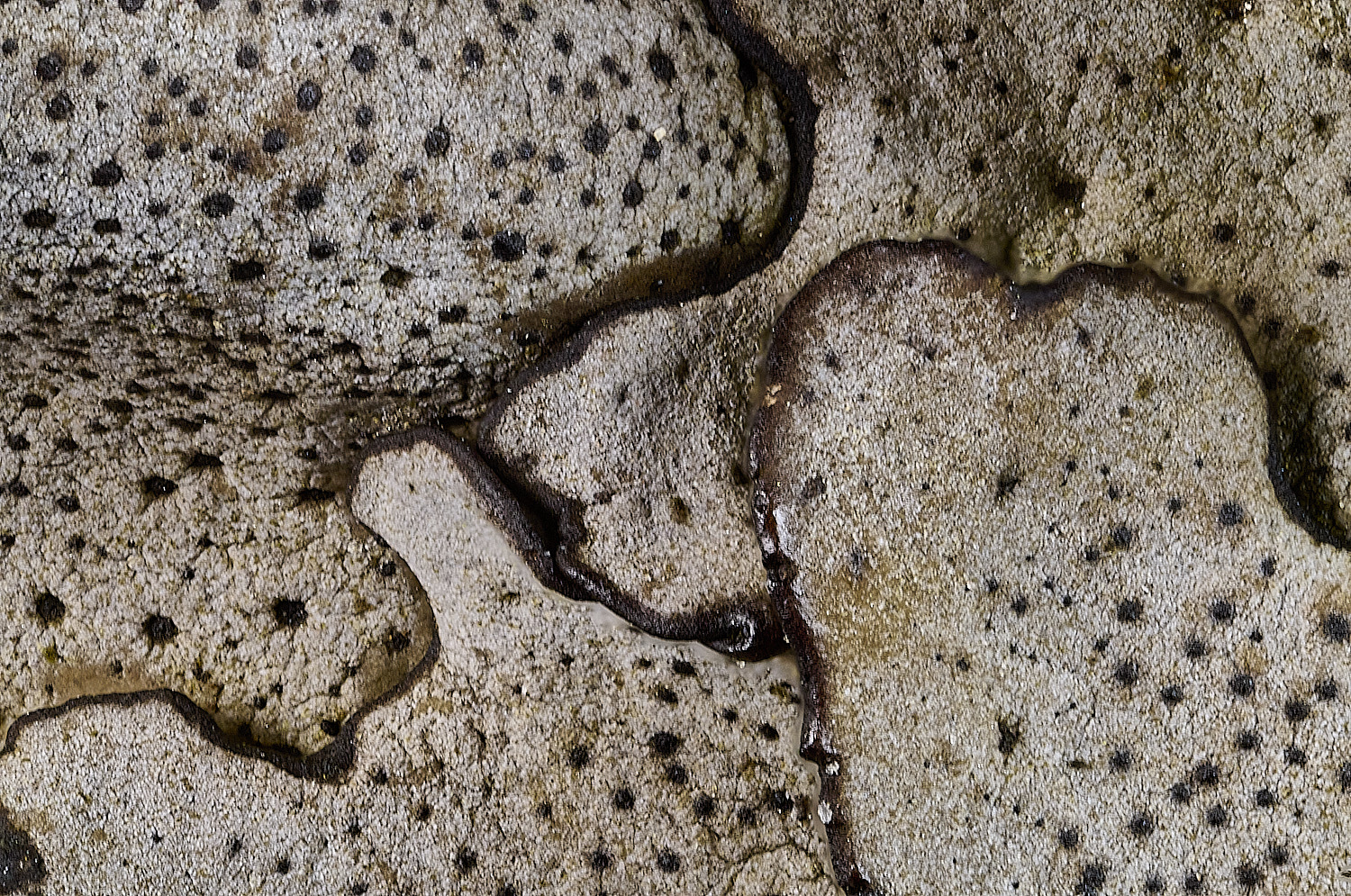 StMarysWarhamDermacarponminiatum081225-17 1