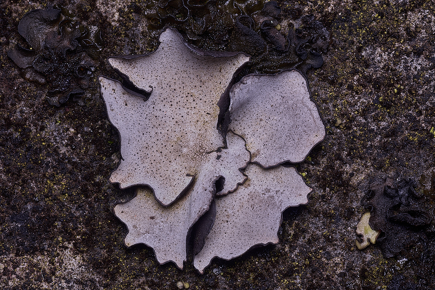 StMarysWarhamDermatocarponminuatum081225-10