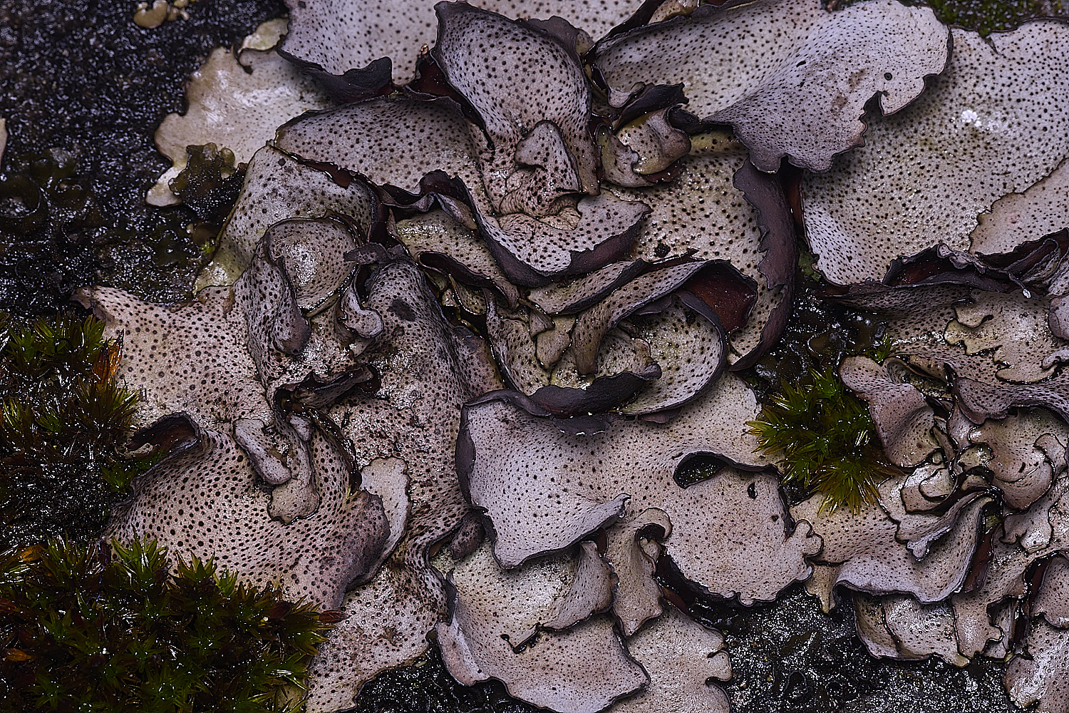 StMarysWarhamDermatocarponminuatum081225-11