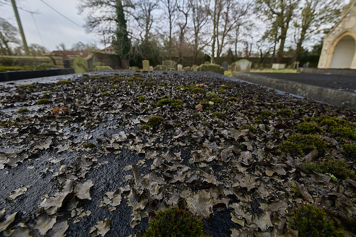 StMarysWarhamDermatocarponminuatum081225-4