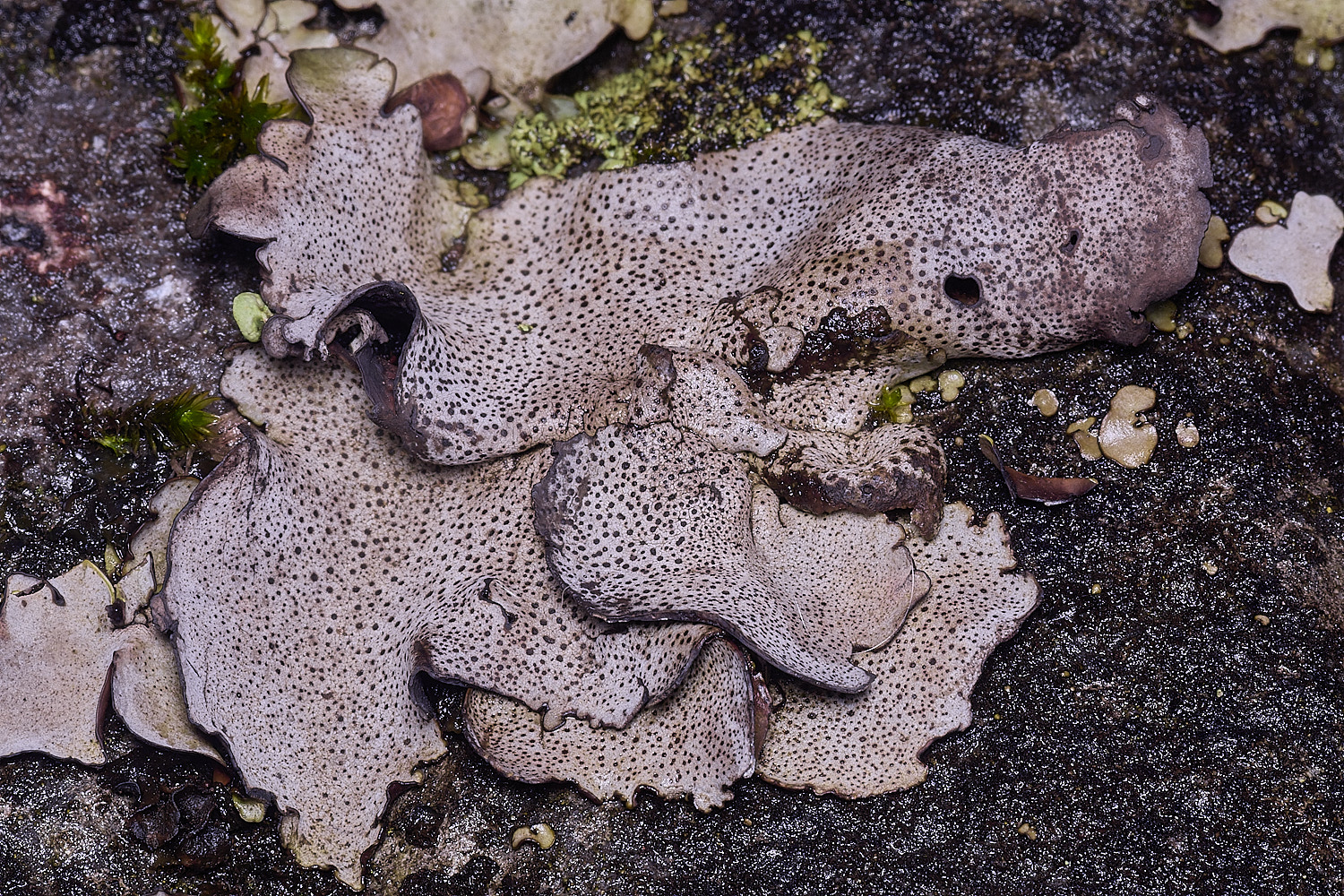 StMarysWarhamDermatocarponminuatum081225-5