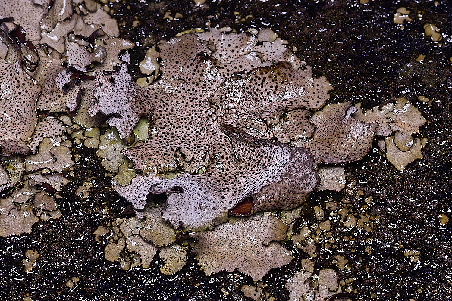 StMarysWarhamDermatocarponminuatum081225-6