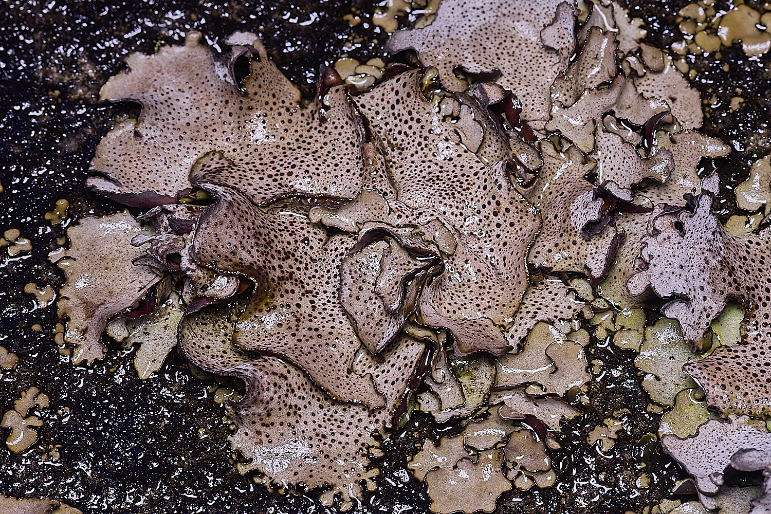 StMarysWarhamDermatocarponminuatum081225-7