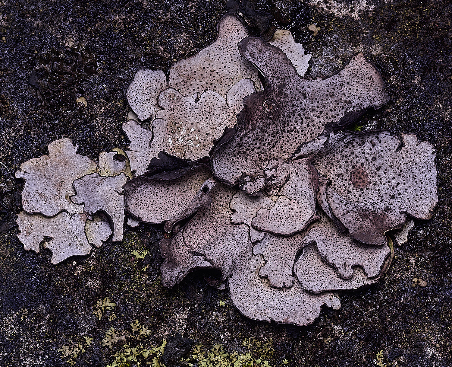 StMarysWarhamDermatocarponminuatum081225-9